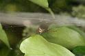 Frontinellina_frutetorum_D8296_Z_87_Les Gris_Frankrijk